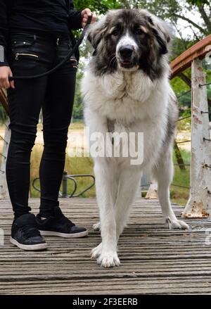 Schöne Pyrenäen Mountain Dog, dies ist ein Schäferhund Rasse. Stockfoto