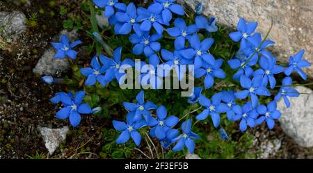 Nahaufnahme von blauen Blumen Stockfoto