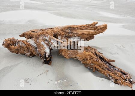 Verwittertes Treibholz am Strand Stockfoto