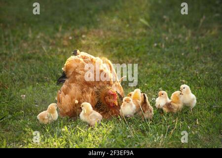 Hühner und Hühner in einem ländlichen Hof. Henne im Gras kratzen. Hühner im Gras im Dorf gegen Sonnenfotos. Gallus gallus domesticus. Poult Stockfoto