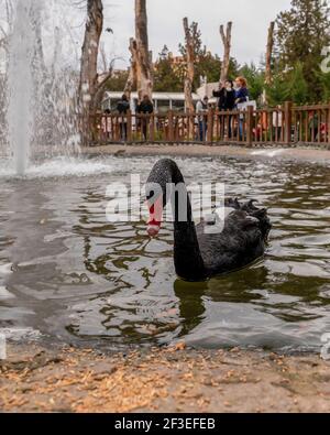 Kugulu Park, der ein beliebter Ort in Cankaya Region, Ankara, Türkei ist Stockfoto