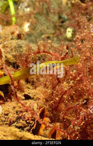 Syngnathus typhle, Breitnasen-Seeräuber, Tiefnasen-Seeräuber, Grasnadel, Eckernförde, Deutschland, deutschland, Ostsee, ostsee Stockfoto