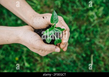 Nahaufnahme Mann hält junge Pflanze in den Händen vor Frühlingsgrün Hintergrund. Frisches Gartenkonzept im Frühling. Selektive Fokusansicht von oben Stockfoto