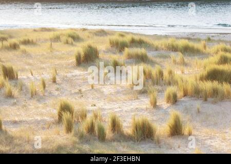 Abendstimmung in den Sanddünen von Sable d'Or les Pins zwischen Cap Frehel und Cap Erquy. Bretagne. Stockfoto