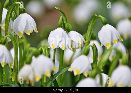 Leucojum vernum, genannt Frühling Schneeflocke Stockfoto