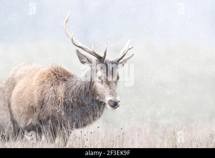 Nahaufnahme eines Rothirschhirsches im ersten Schnee im Winter, Großbritannien. Stockfoto