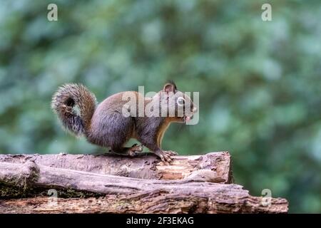 Issaquah, Washington, USA. Douglas Eichhörnchen, die eine Erdnuss isst und überrascht agiert. Auch bekannt als Chickaree, Chicory und Kiefer Eichhörnchen. Stockfoto