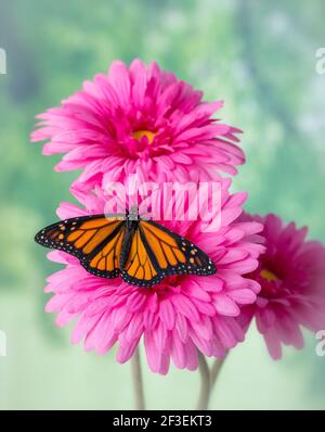 Monarch Schmetterling mit Flügeln ausgebreitet, auf einer rosa künstliche Gerbera Gänseblümchen Blume Stockfoto