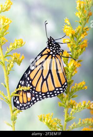 Makro - Seitenansicht eines Monarchschmetterlings / danaus Plexippus ruht auf Goldrute in Blüte Stockfoto