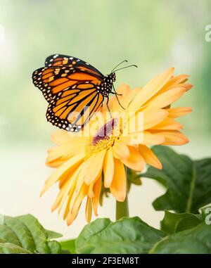 Makro-Seitenansicht eines Monarchschmetterlings / danaus plexippus Auf einer gelben Gerbera Blume Stockfoto