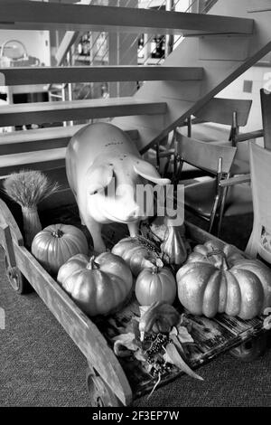 Das NOFO @ The Pig befindet sich in Raleigh im historischen Geschäftsbezirk Five Points. Es ist eine Kombination aus Café, Lebensmittelmarkt und Souvenirladen. Stockfoto