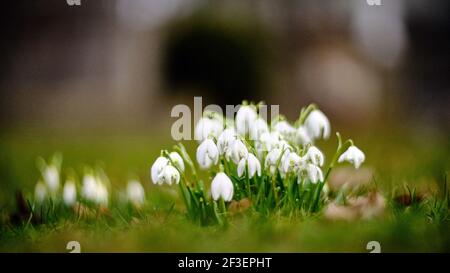 Braunschweig, Deutschland. März 2021, 01st. Zwischen den Gräbern wachsen Schneeglöckchen (Galanthus), die innerhalb der Familie der Amaryllis (Amaryllidaceae) eine eigene Pflanzengattung bilden. Der Magnifriedhof, der im 18th. Jahrhundert gegründet wurde, besteht aus zwei Friedhöfen, dem Dom- und dem St.-Magni-Friedhof, die sich auf derselben Stelle befinden. Dort ist unter anderem der Dichter Gotthold Ephraim Lessing (1729-1781) begraben. (Effekt durch Verwendung eines historischen Objektivs) Quelle: Stefan Jaitner/dpa/Alamy Live News Stockfoto