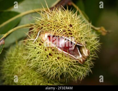 Nahaufnahme einer spanischen Kastanie, Edelkastanie (Castanea sativa), Frucht auf einem Baum Stockfoto