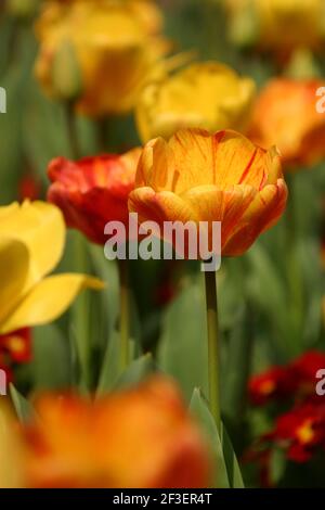 Nahaufnahme von orangen, roten und gelben Tulpen in voller Blüte Stockfoto