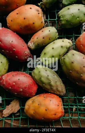 Geerntete stachelige Birnen, die bereit sind, sie auf dem lokalen Markt zu verkaufen. Kaktusfrucht Stockfoto