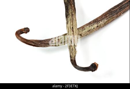 Weiß / gelber Schimmel oder Schimmel wächst auf Vanillestäbchen Unsachgemäß in nassem und kaltem Kühlschrank gelagert - Nahaufnahme Detailfoto auf weißem Hintergrund isoliert Stockfoto