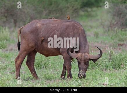 Rotschnabel-Oxpecker (Buphagus erythrorhynchus) & Cape Buffalo (Syncerus Caffer) vier Ochsenspechte auf dem Büffel Tsavo West NP, Kenia November Stockfoto