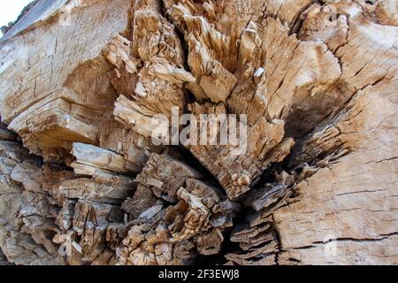 Makroaufnahme der Holzstruktur. Holzhintergrund. Holzstruktur. Natürliche, kreative Einrichtung. Stockfoto