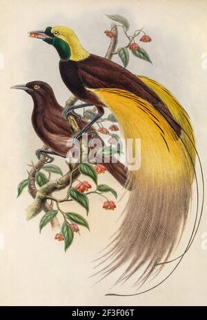 Alte 19th Jahrhundert Farblithographie Illustration. Großer Paradiesvogel (Paradisaea apoda) von John Gould und W. Hart 1875 Stockfoto