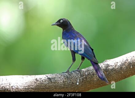 Ruppell's Starling (lamprotornis purpuroptera purpuroptera) Erwachsener, der auf dem Ast Lake Baringo, Kenia, thront November Stockfoto