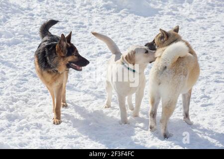 Labrador Retriever Welpe, deutscher Schäferhundwelpe und amerikanischer akita Welpe stehen auf einem weißen Schnee im Winterpark. Haustiere. Reinrassig Stockfoto