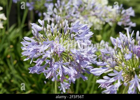 Lebhaft lila Agapanthus Blume im Frühling Stockfoto