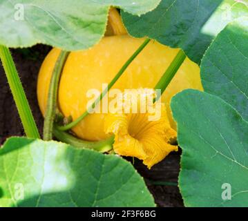 Kürbisse Pflanze. Kürbisse blühen. Grünes Pflanzenmark wächst auf Busch Stockfoto