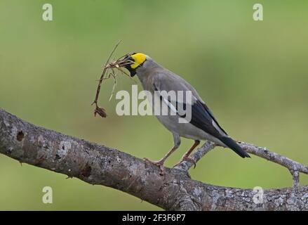 Wattled Starling (Creatophora cinerea) erwachsenes Männchen im toten Baum mit Nistmaterial Tsavo East NP, Kenia November Stockfoto