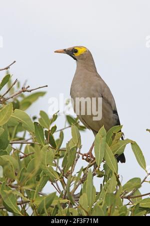 Wattled Starling (Creatophora cinerea) Erwachsener auf dem Busch Tsavo East NP, Kenia November Stockfoto