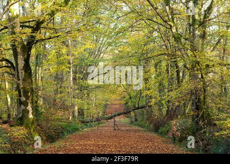 Waldweg durch den bunten Herbstwald bei Saint Sauveur le Vicomte auf der Halbinsel Cotentin, Normandie, Frankreich. Stockfoto