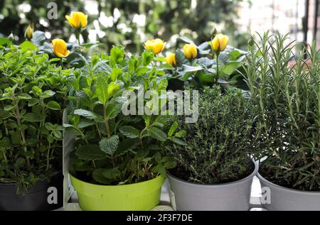Aromatische Kräuter in Töpfen. Grüner Salbei, Oregano, Thymian, Minze und Basilikum. Gartenarbeit für zu Hause. Nahaufnahme. Stockfoto