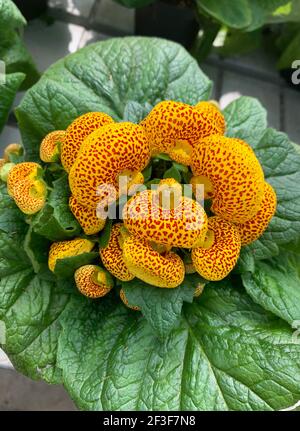 Taschenbuchwerk. Calceolaria. Weitwinkelansicht. Stockfoto