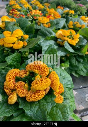 Taschenbuchwerk. Calceolaria. Weitwinkelansicht. Stockfoto