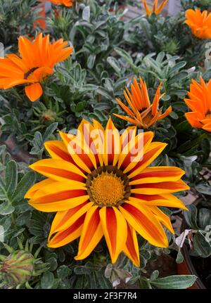 Gazania-Pflanze. Schatzblume. Nahaufnahme. Stockfoto
