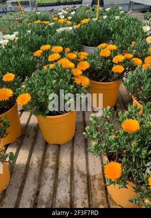 Lampranthus spectabilis in einer Baumschule. Stockfoto