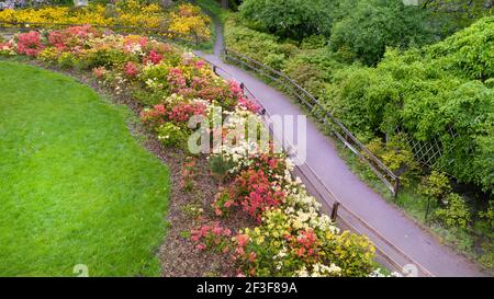 Blumenbeet mit bunten Azaleen im Park. Stockfoto