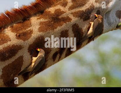 Yellow-billed Oxpecker (Buphagus africanus africanus) zwei Erwachsene, die sich am Hals der Giraffe ernähren Tsavo West NP, Kenia November Stockfoto