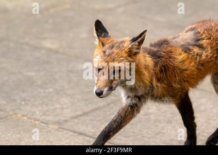 London, Großbritannien. März 2021, 16th. A Fox (Vulpes vulpes) in the press Pen in Downing Street, London Kredit: Ian Davidson/Alamy Live News Stockfoto