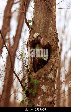 Ein Herz auf einem Baum im Wald. Stockfoto