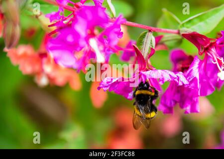 Eine Bumble Bee sammelt Pollen von einer wilden Blume auf Ein Sommertag Stockfoto