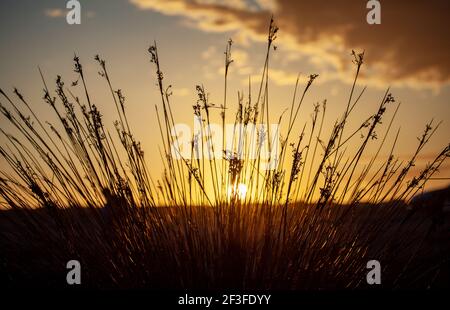 Mediterrane wilde trockene Gräser schließen sich mit der untergehenden Sonne an Im Hintergrund Natur Sonnenuntergang Stockfoto