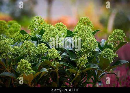 Japanische Skimmia blühende Pflanze (Skimmia japonica) Stockfoto