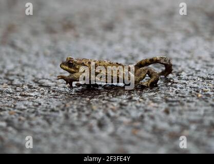 Kröte (Bufo bufo) Stockfoto