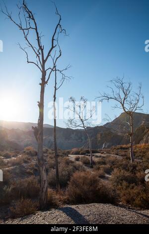 Trockene Vegetationslandschaft im Winter in der Tabernas Wüste Almeria Spanien Natur Reisen Stockfoto