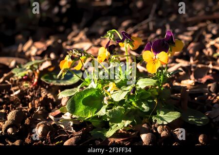 Gelbe und violette Horn Stiefmütterchen (Viola cornuta) Beleuchtet von einem Sonnenstrahl unter einer Eiche Stockfoto