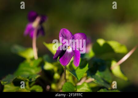 Nahaufnahme von violetten Blütenblättern vor schwarzem Hintergrund Im Frühjahr in Südfrankreich Stockfoto
