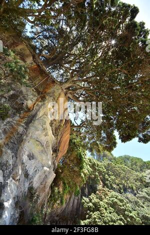 Kurvige Pohutukawa Bäume wachsen direkt am Rand der Küste felsigen Klippe, die seine Wand mit Flecken von Wasserbächen bedeckt hat. Stockfoto