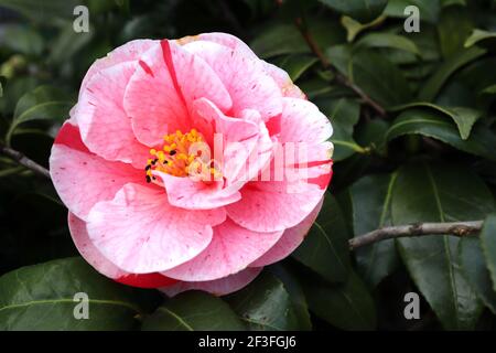 Camellia japonica ‘Tricolor’ Tricolor Kamelie – weiße Blüten mit starken unregelmäßigen rosa und roten Streifen, März, England, Großbritannien Stockfoto