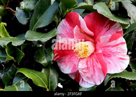 Camellia japonica ‘Tricolor Superba’ Camellia Tricolor Superba – rosa Blüten mit roten Flecken und weißen Streifen, März, England, Großbritannien Stockfoto