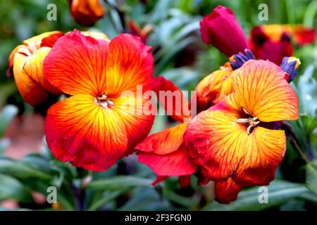 Erysimum ‘Scarlet bedder’ mit Mosaikvirus Wallflower Scarlet bedder – orange und gelbe Blüten mit roten Streifen, März, England, Großbritannien Stockfoto